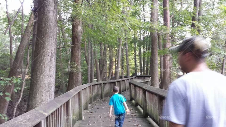 Woodland Board Walk