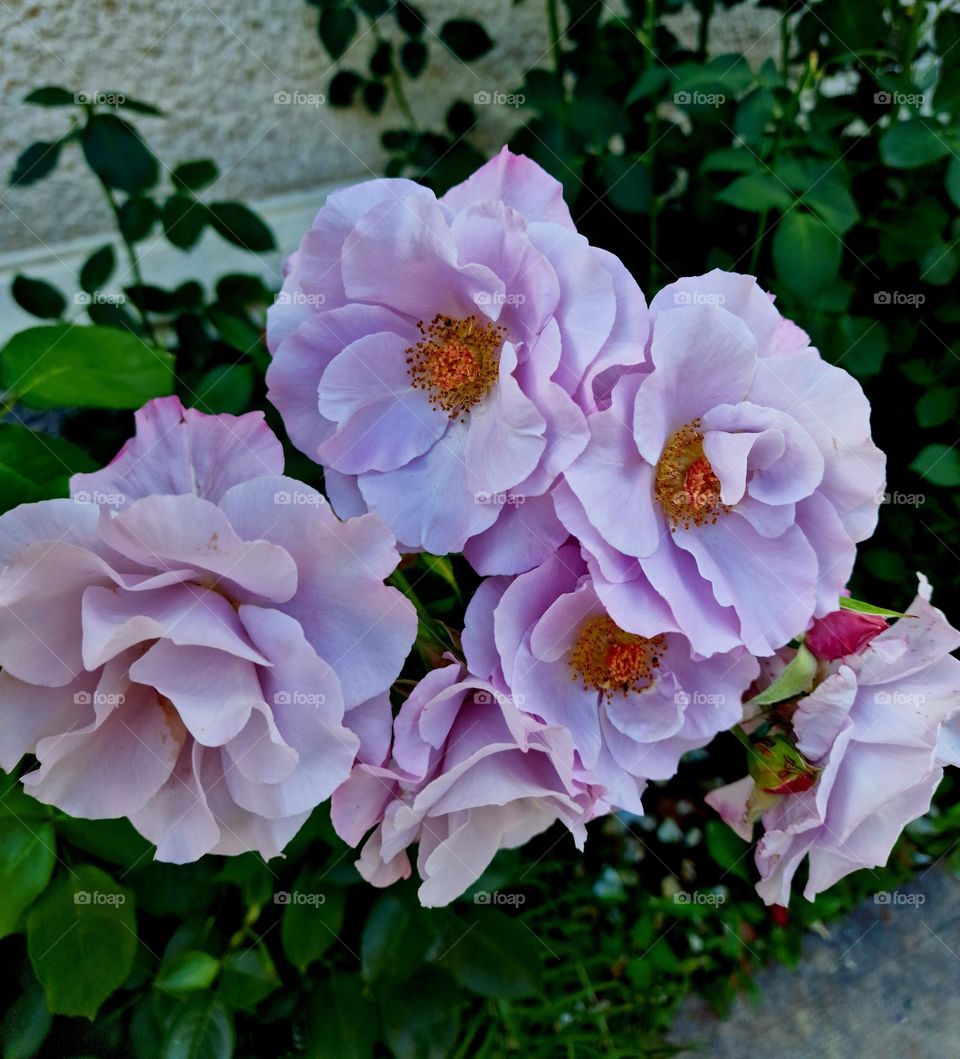 magenta flower