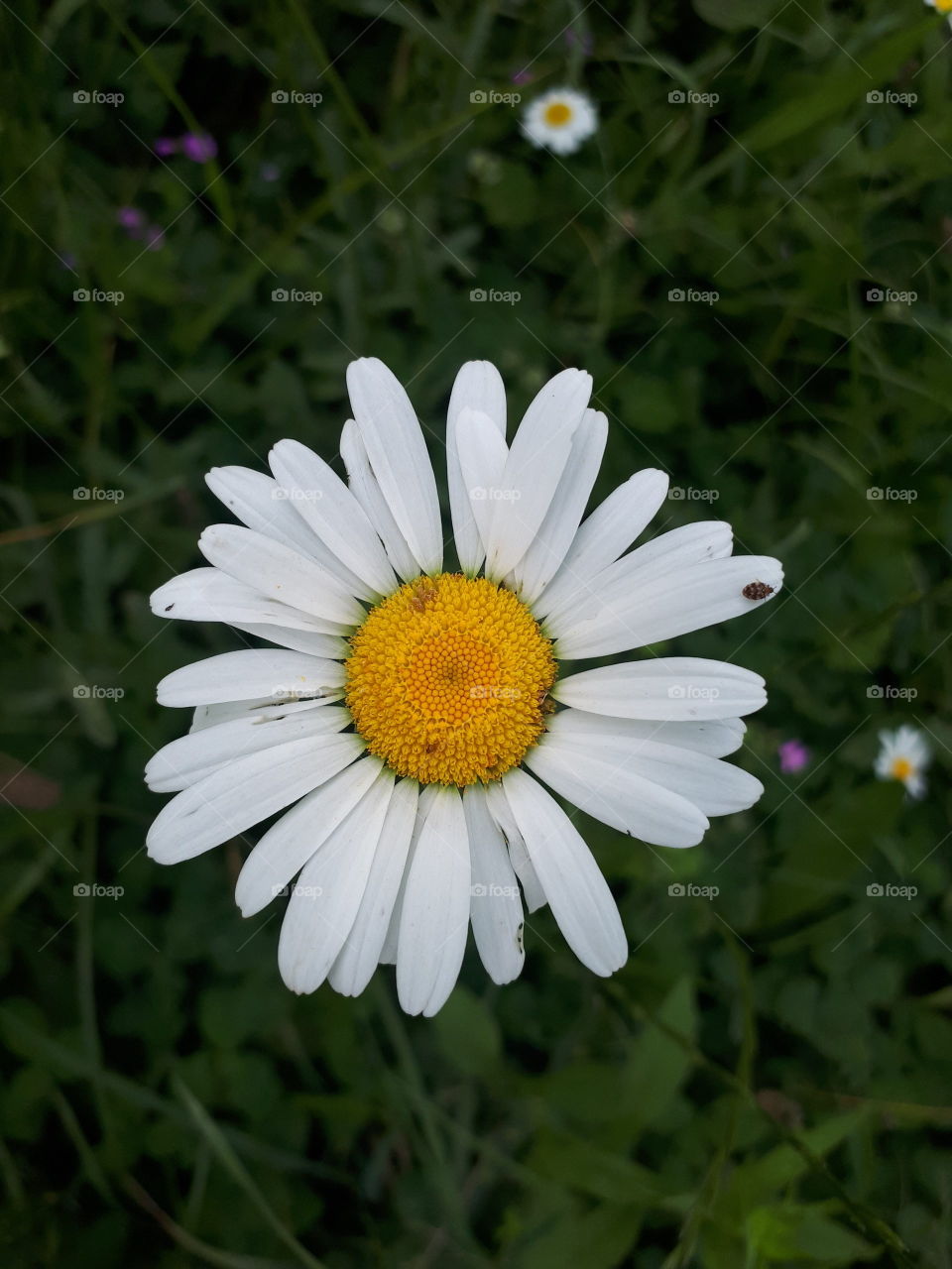 Big flower chamomile in my garden