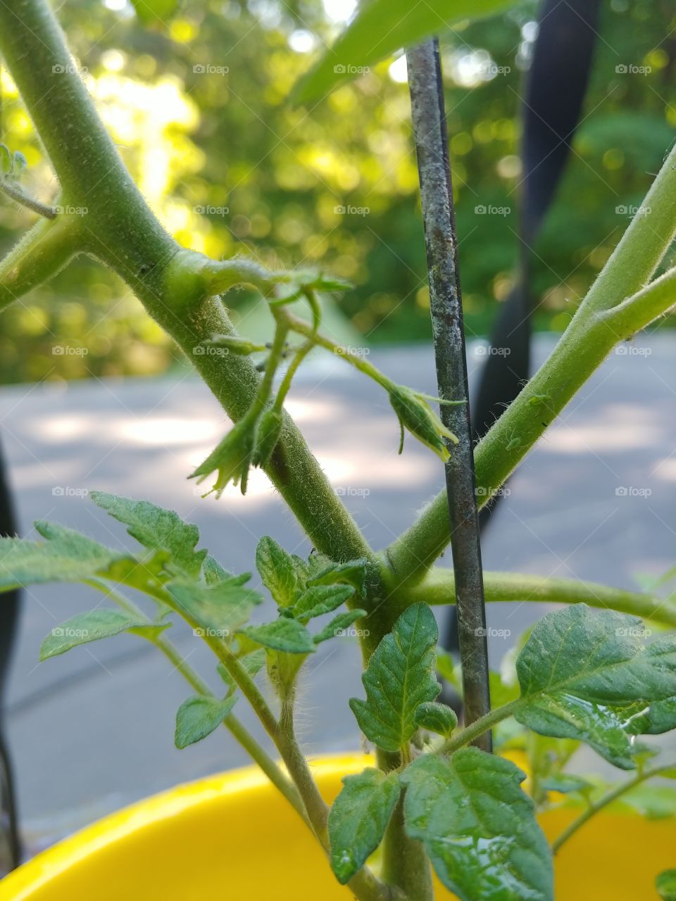 these are the lower branches of the tomato plant ive got growing on my back porch.