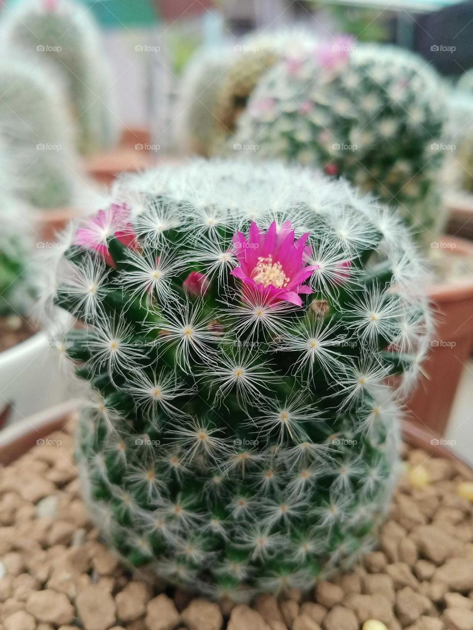 Cactus