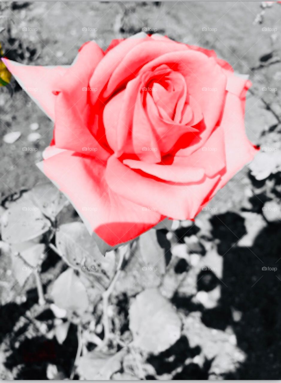 Beautiful pink rose 💕
