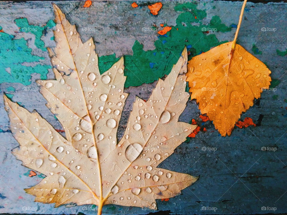 drops of rain on autumn leaves, autumn 2017