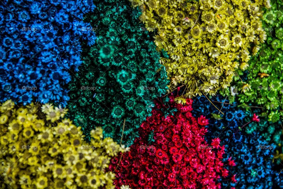 more colours flowers