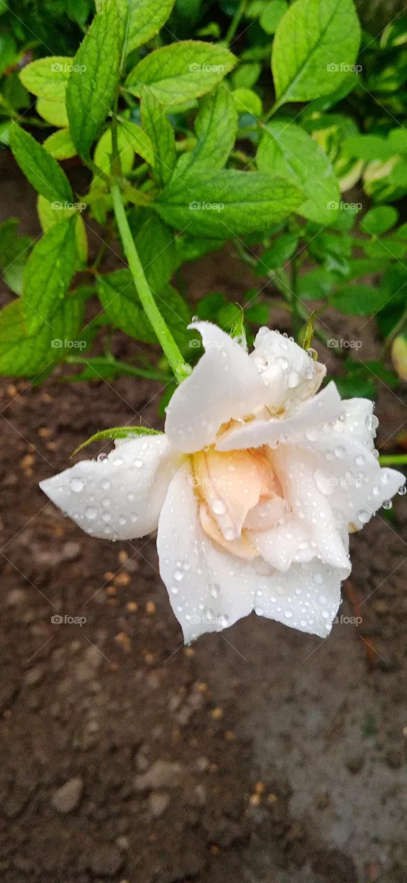 Hybrid musk rose, genus rosa in the family of rosaceae, it is white redis color, shoot  at fri, 25 feb, 2022, 6:59 am, in lucknow uttar pradesh india.