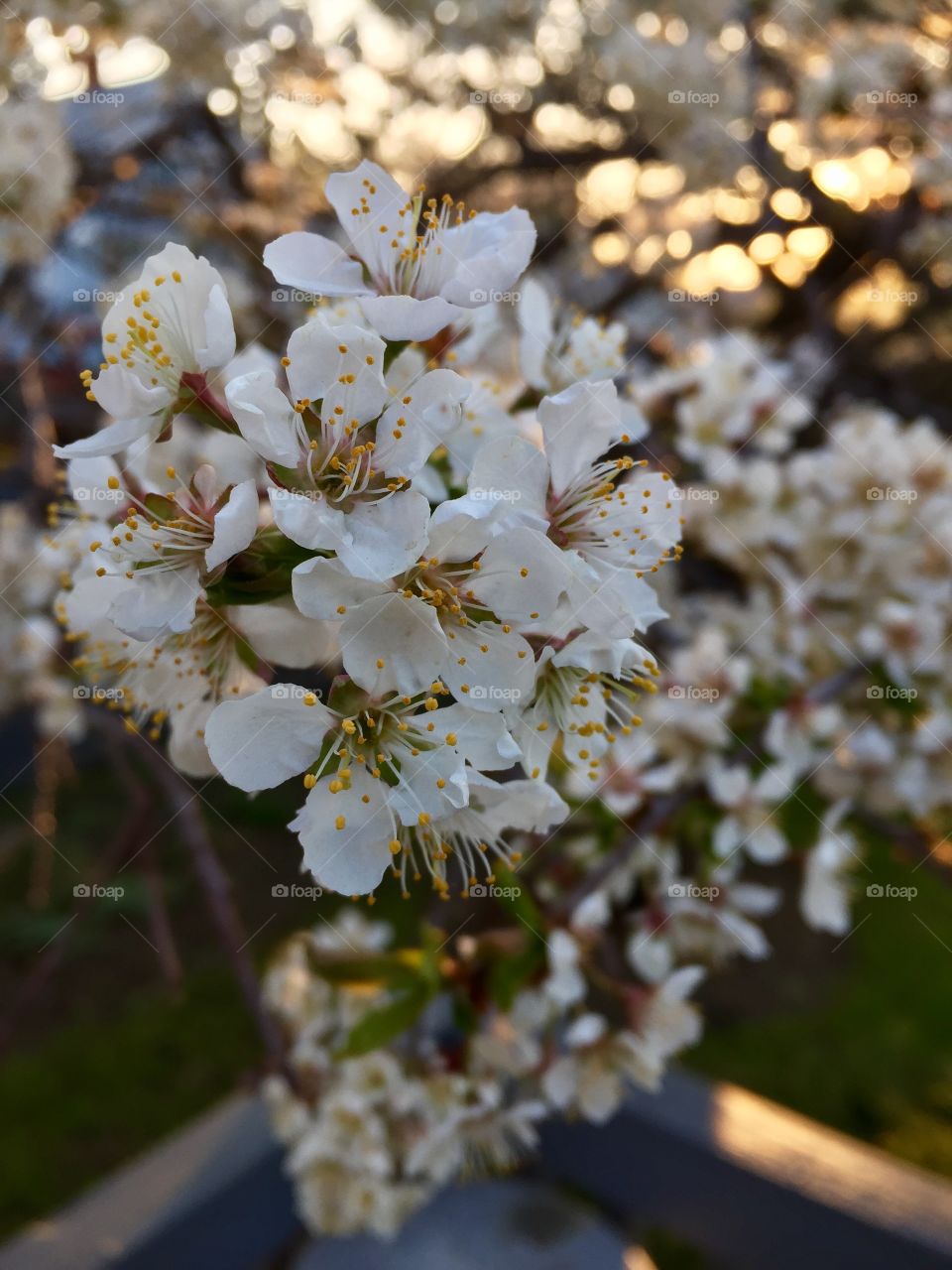 Plum blossoms 