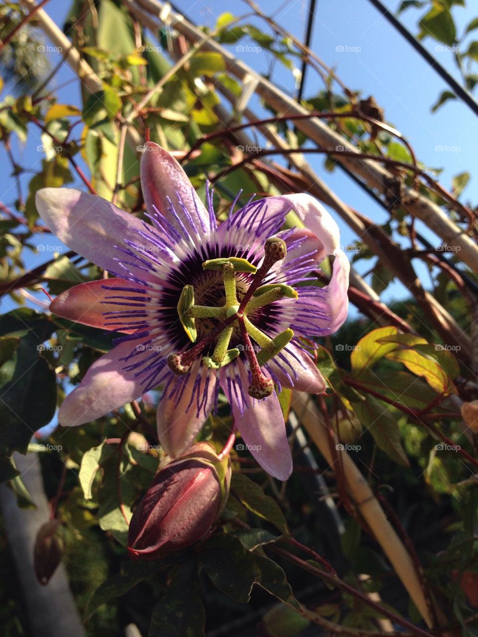 Passion fruit flower