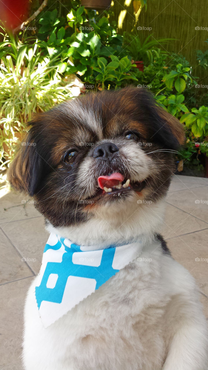 Pekingese dog smiling waiting for treat