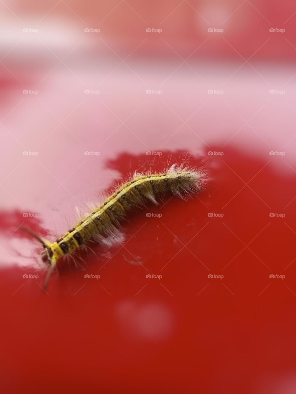 saw a hairy insect caterpillar.