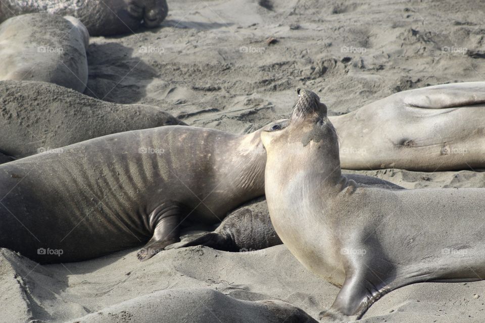 Elephant seal