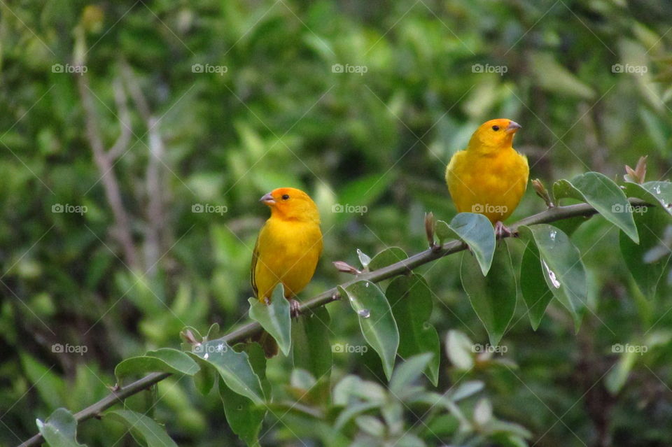 yellow birds. yellow birds in nature