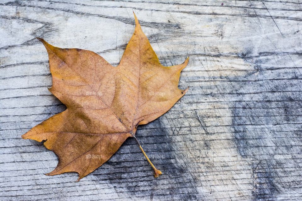 leaf on the table