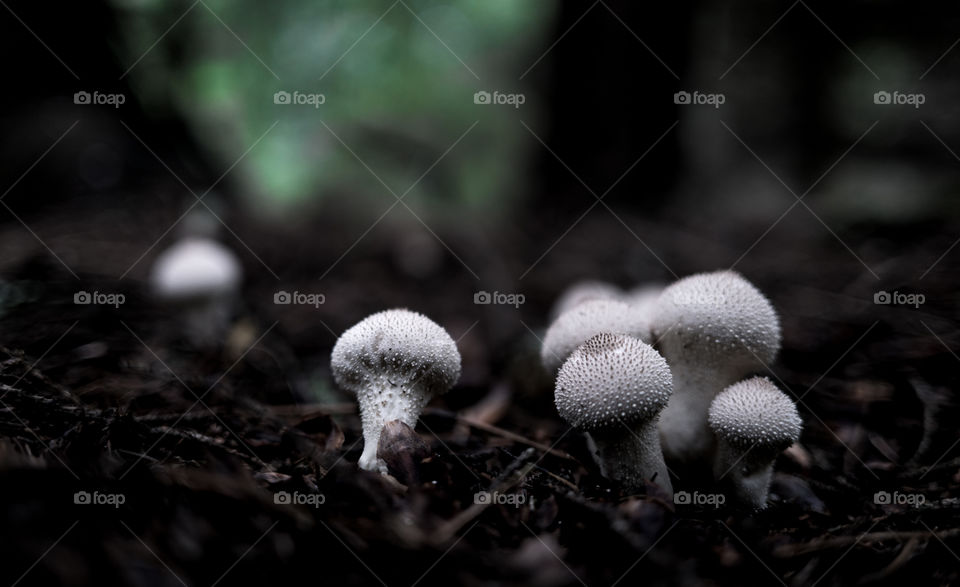 Puffballs
