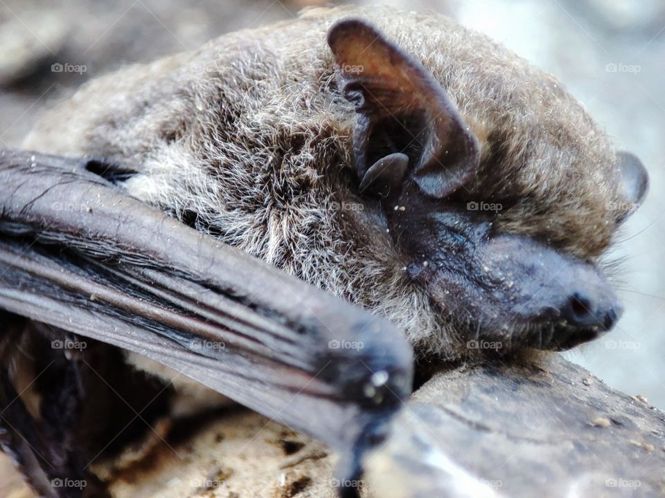 Nathusius's pipistrelle, Animal