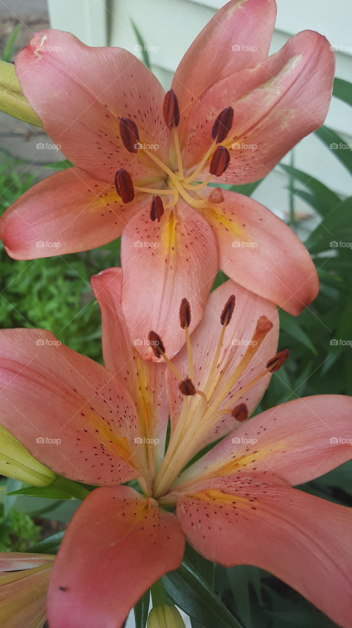 2 lilies