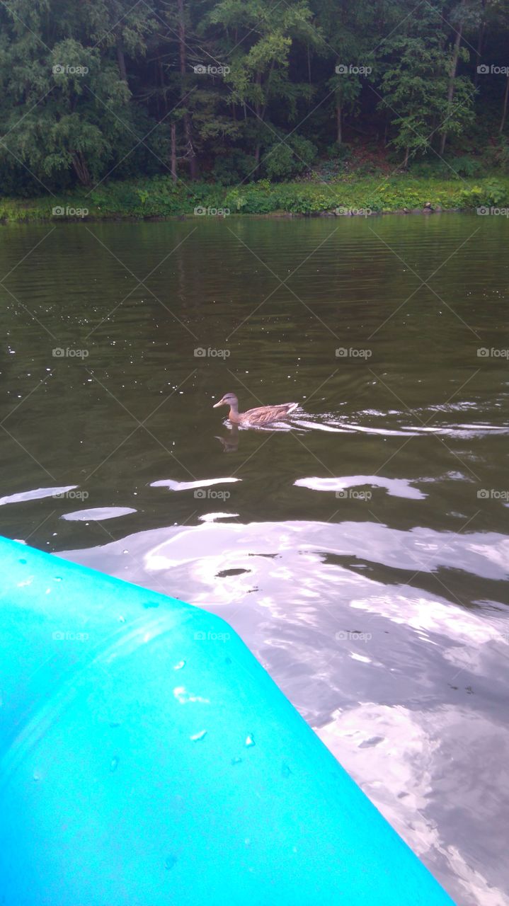 Saw a duck while rafting