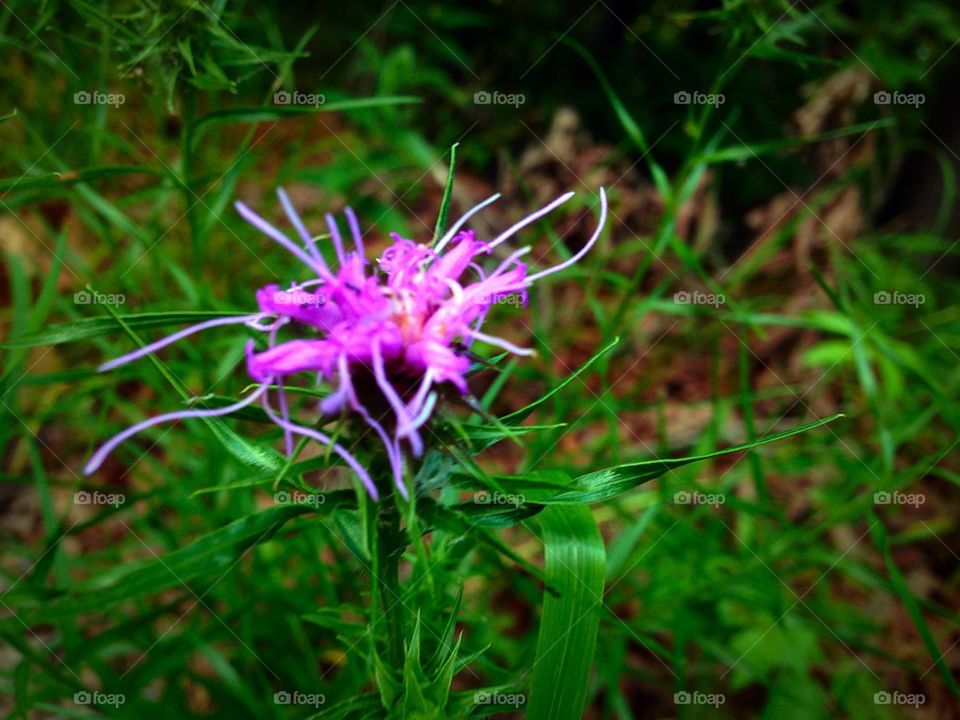 Purple Oklahoma flower