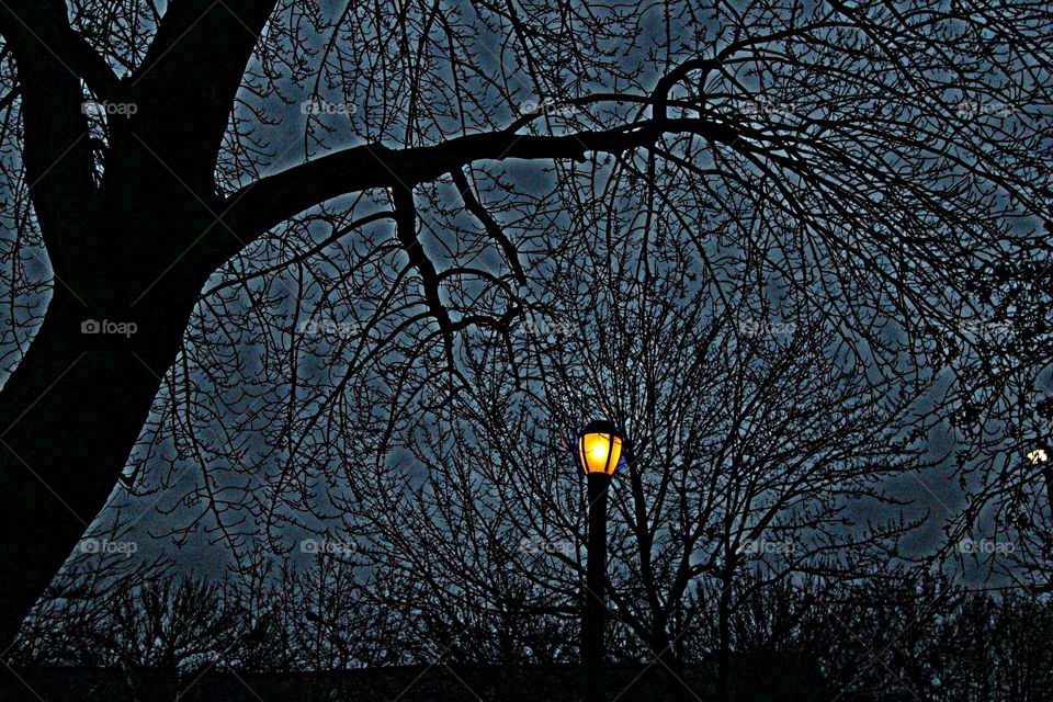 Tree, Branch, Winter, Fall, Silhouette