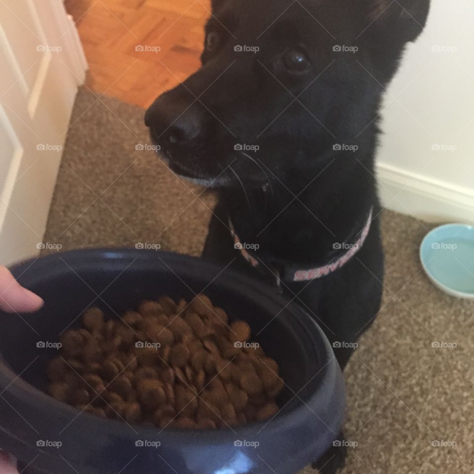 Dinner Time. A dog about to enjoy dinner