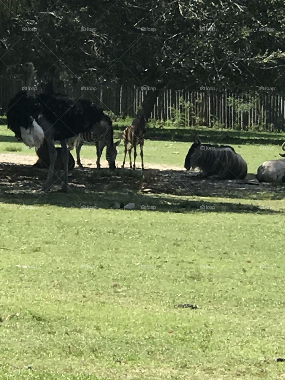 Baby Zebra among the  pack
