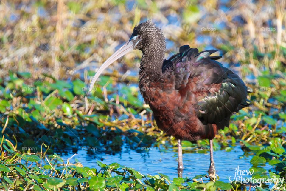 Glossy Ibis