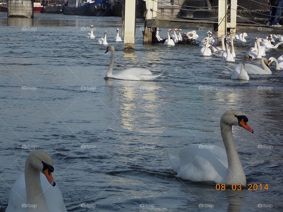 swans