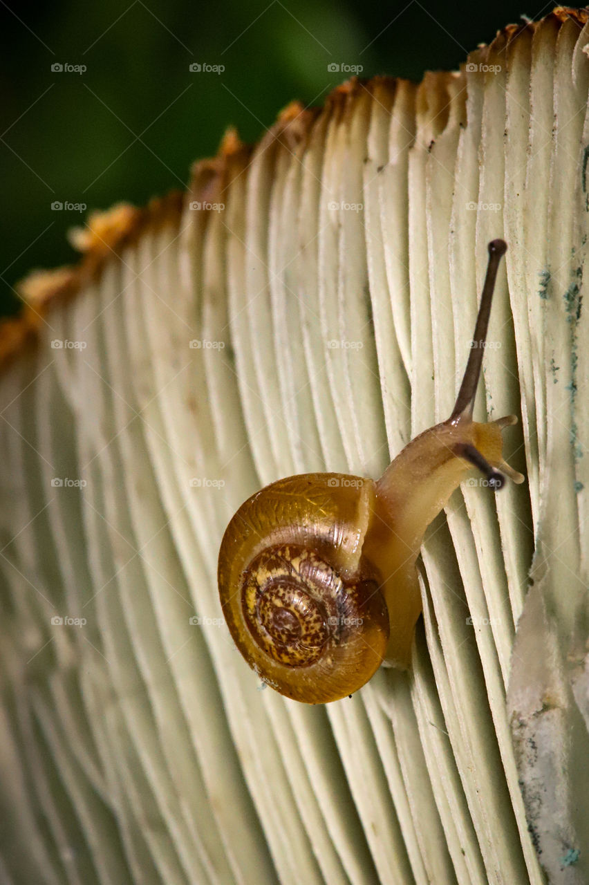 a little snail under a mushroom