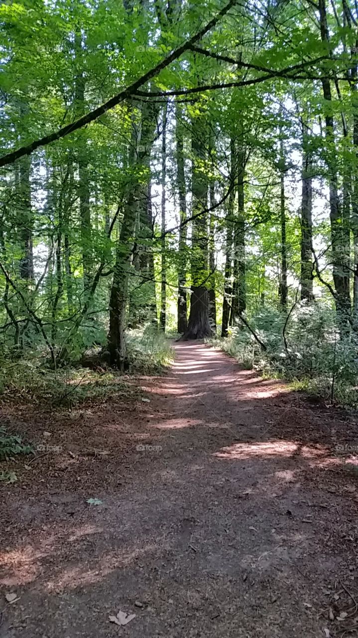 Forest path in Oregon