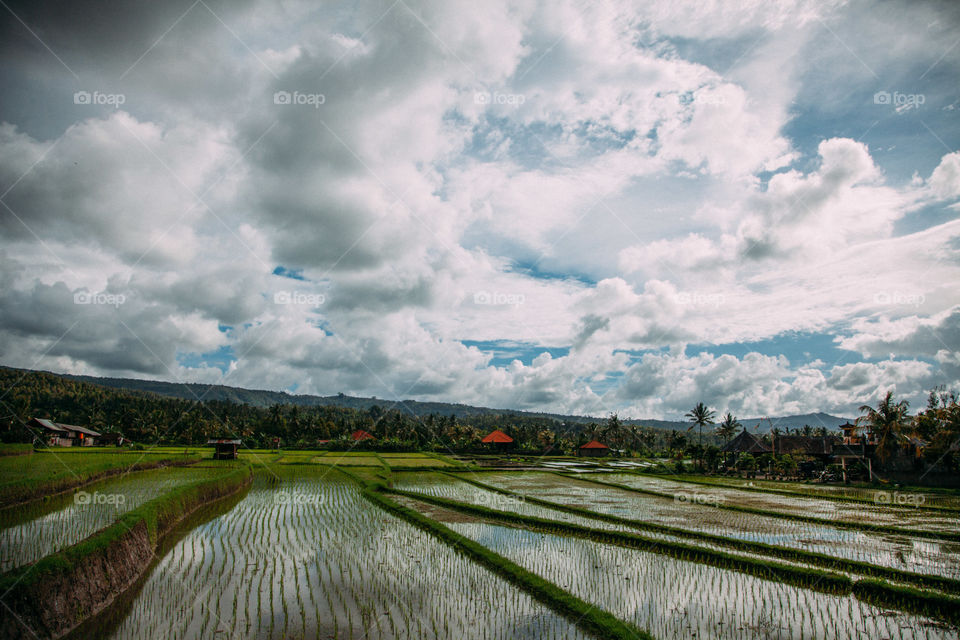 Paddy Field in Bali, Indonesia