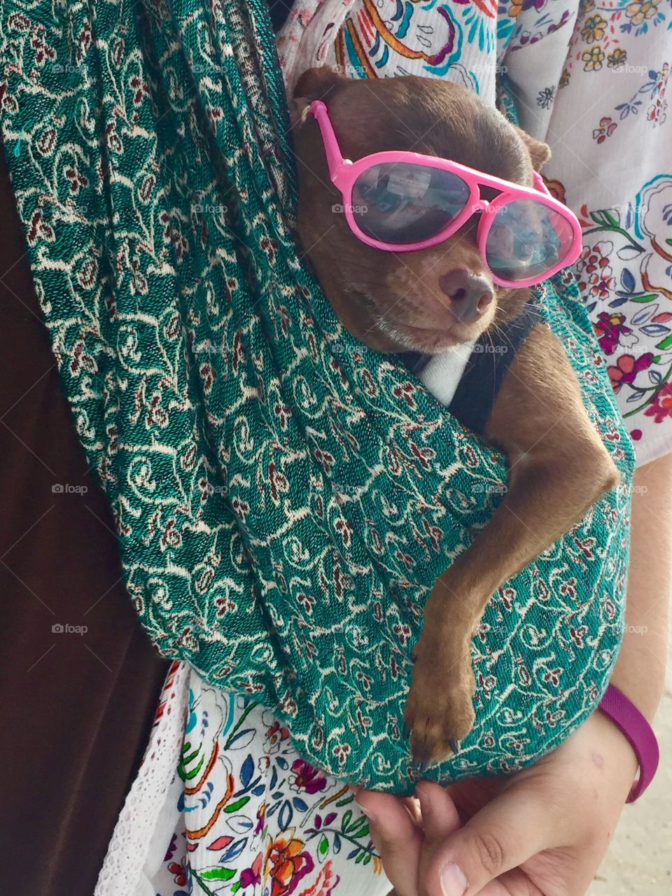Chihuahua wearing pink sunglasses carried in a  colorful sling  around his human’s neck