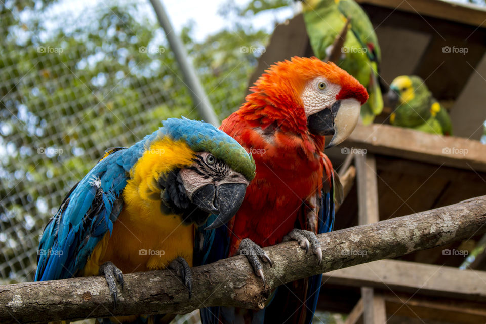 Rescued Red and Blue Macaws 