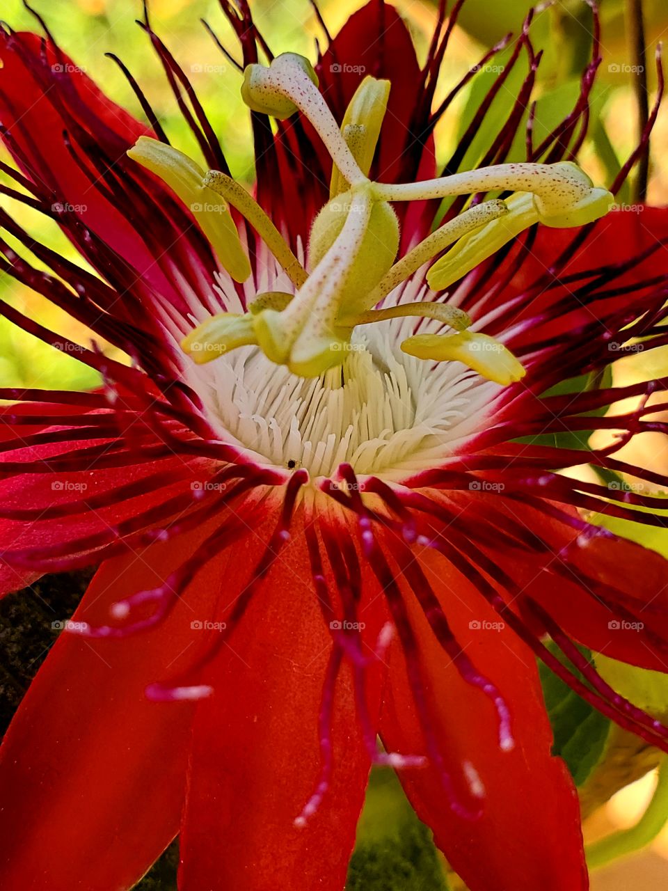 Passion Flower Red