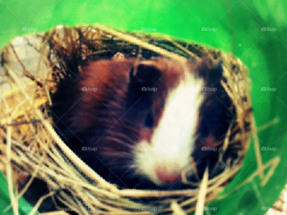 No Person, One, Nature, Animal, Outdoors