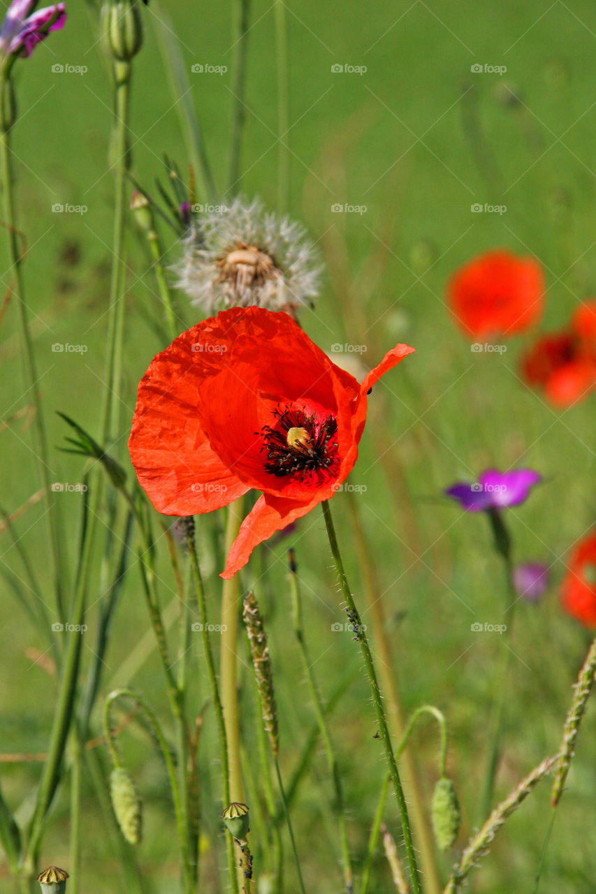 red poppy