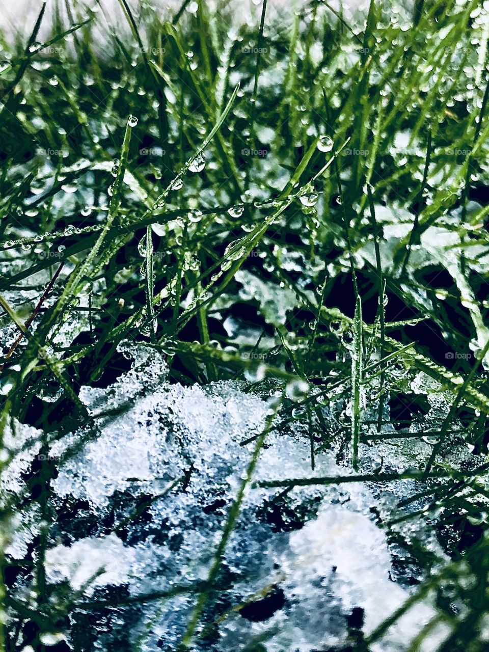 Snow drop grass