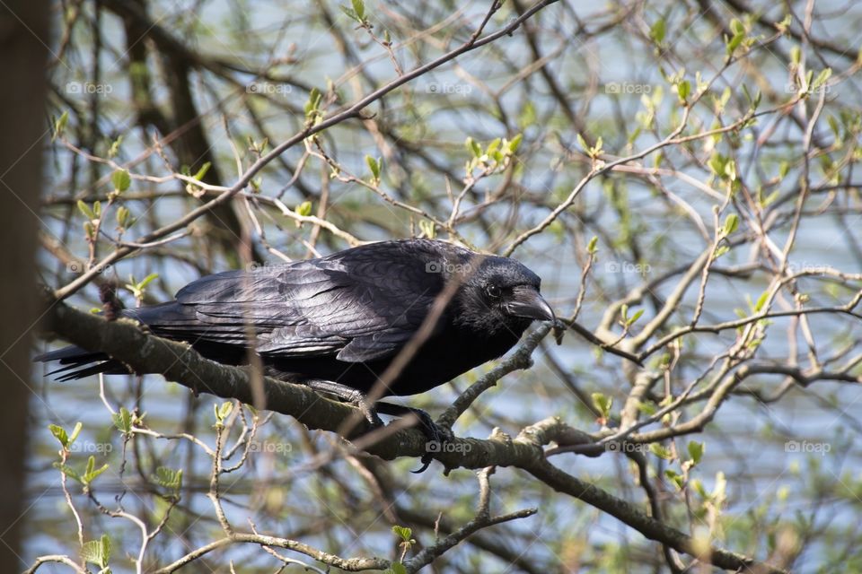 crow on a branch