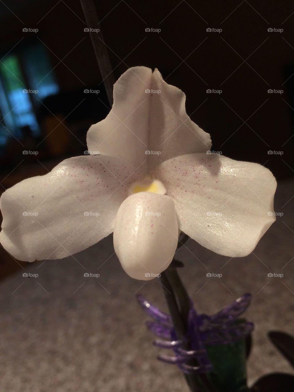 Orchid. Paphiopedilum niveum a species