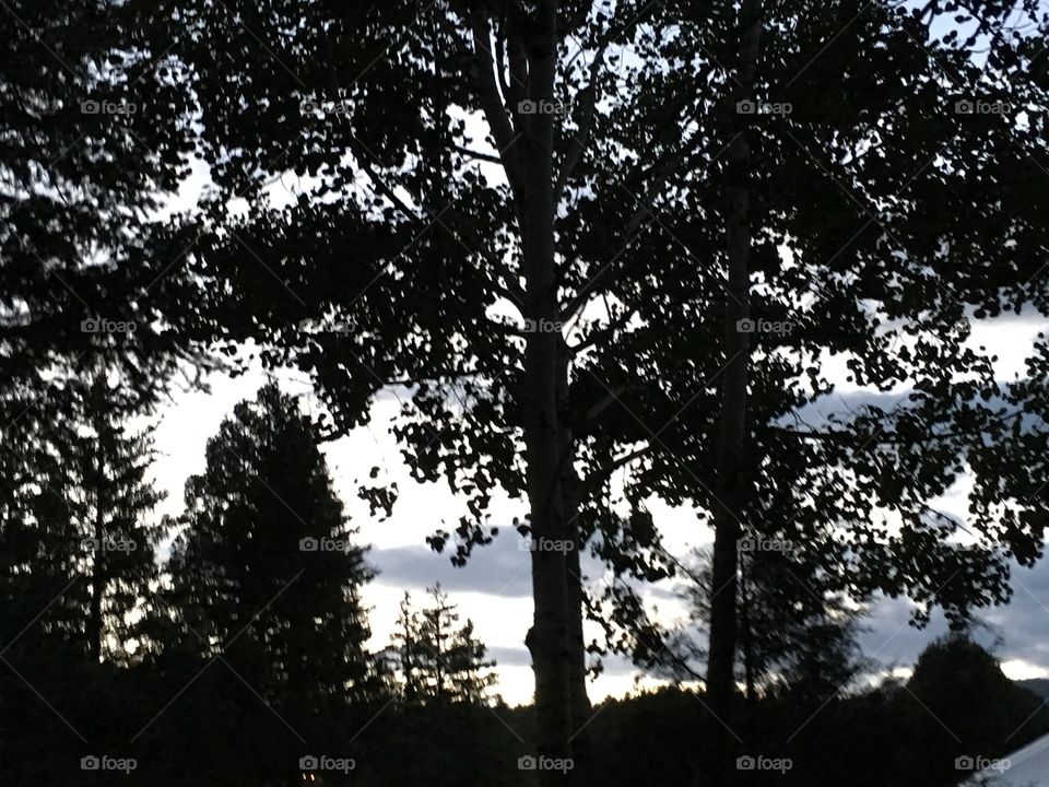 Tree Silhouette 