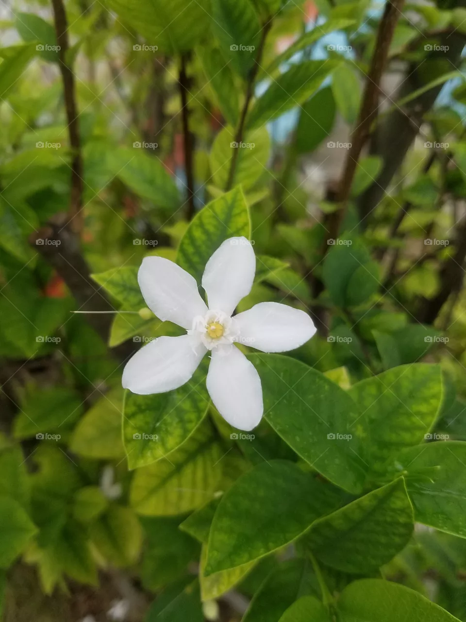 flower