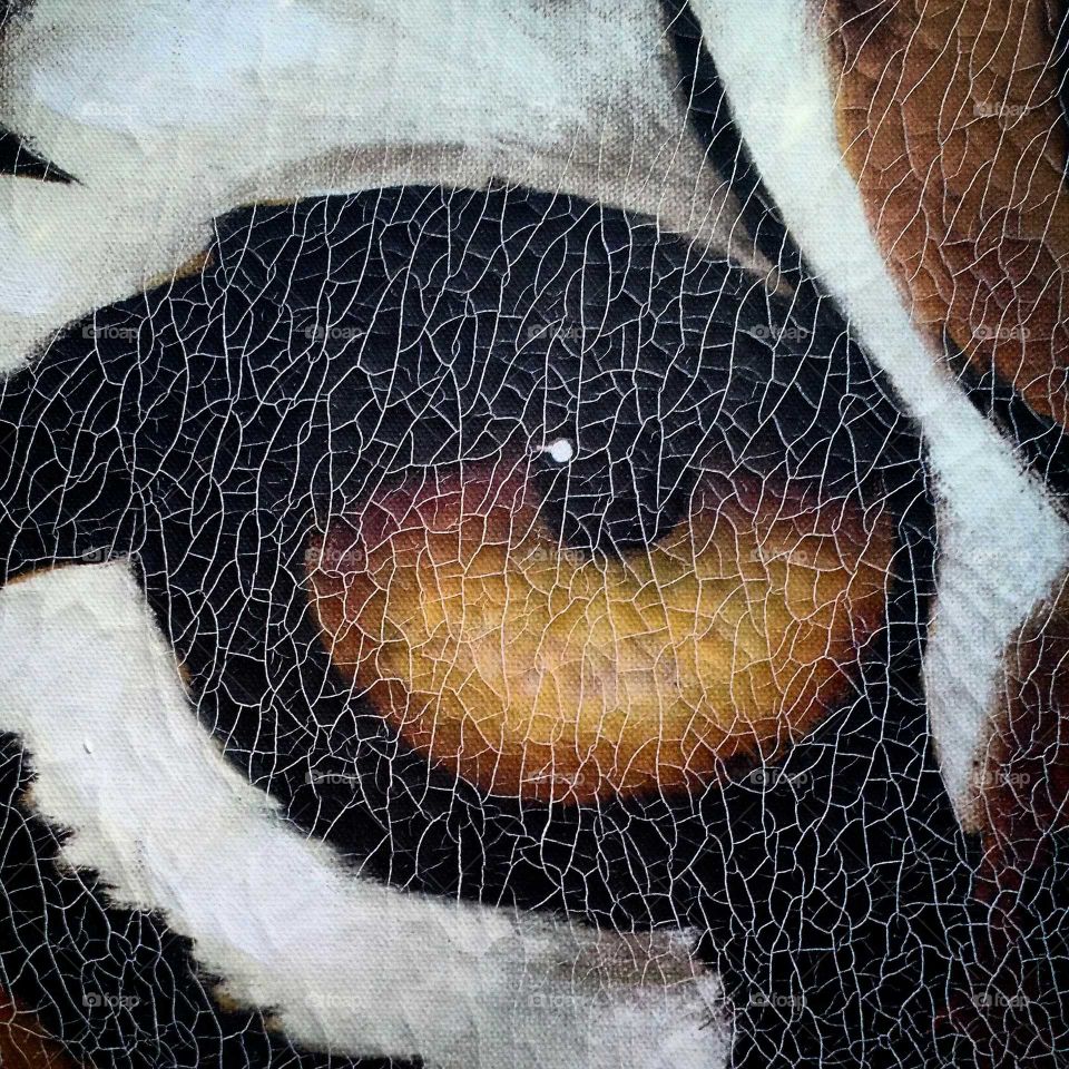 The Eye of the Tiger