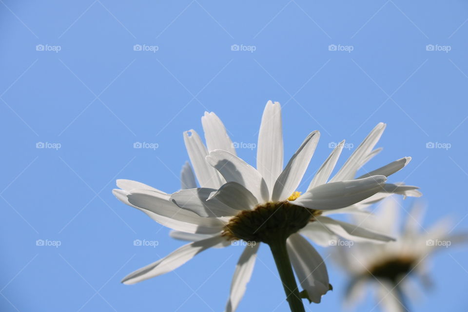 Pretty flowers 