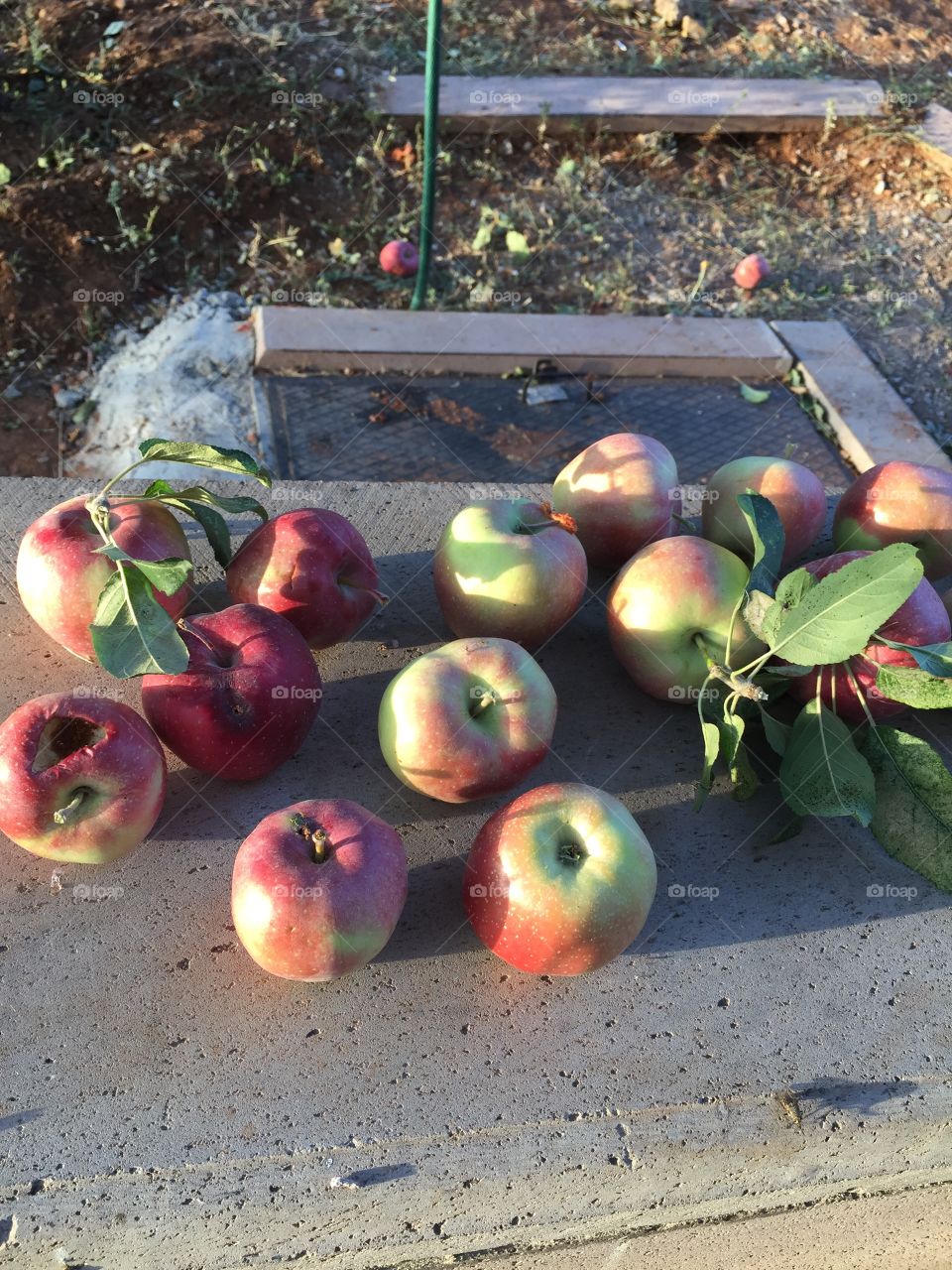 Apples at the apple orchards 