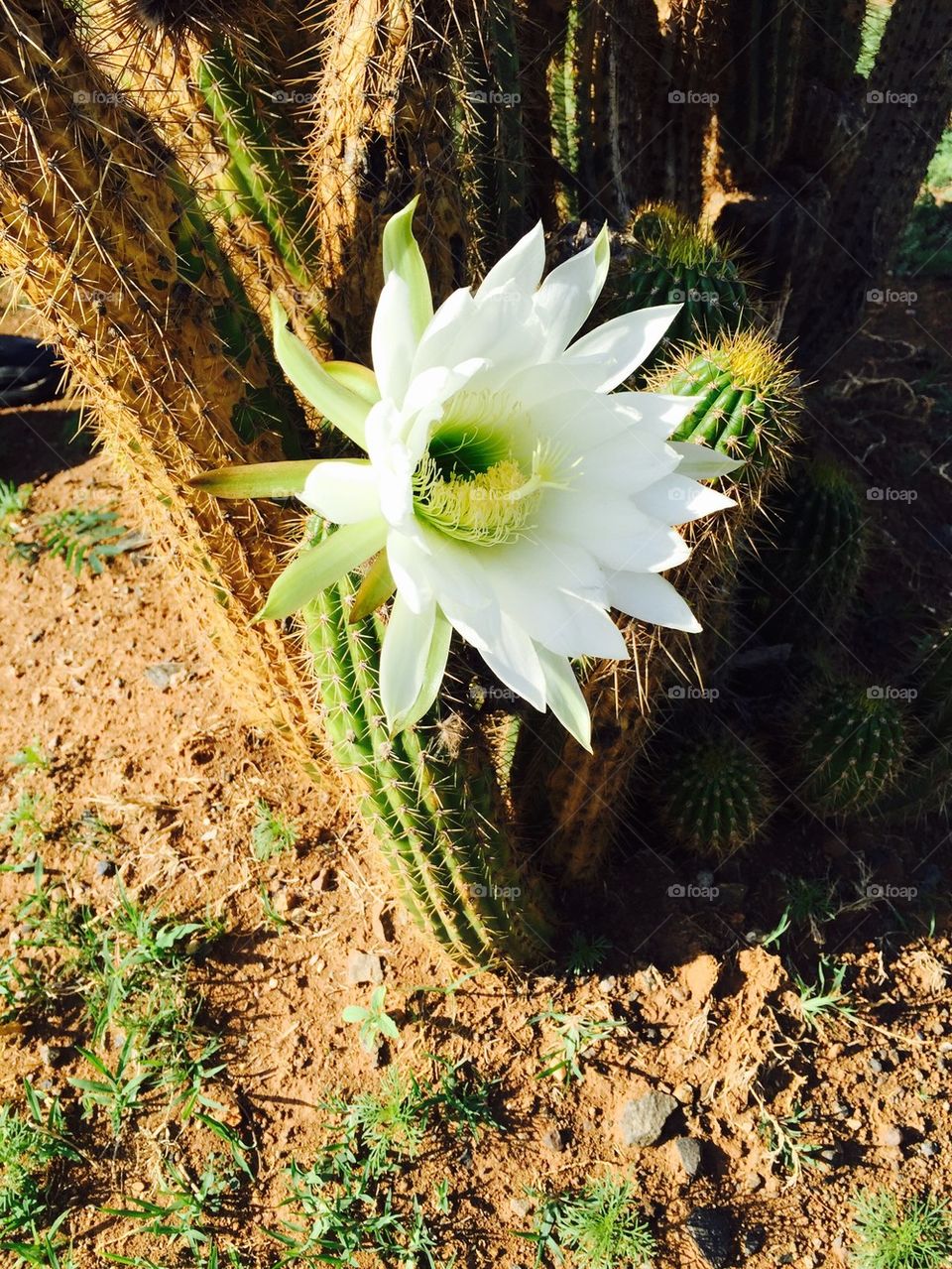 Cactus flower