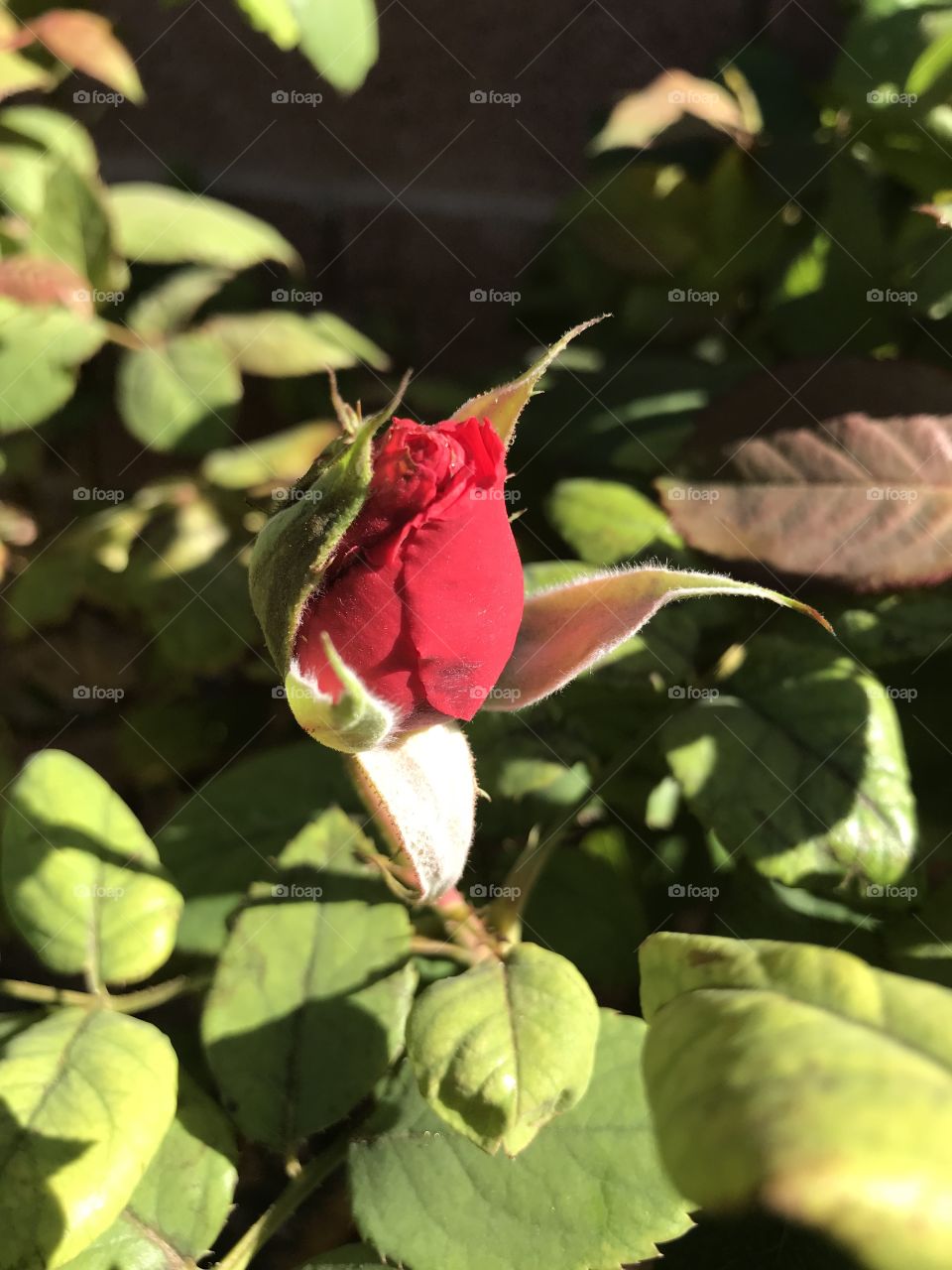New rosebud