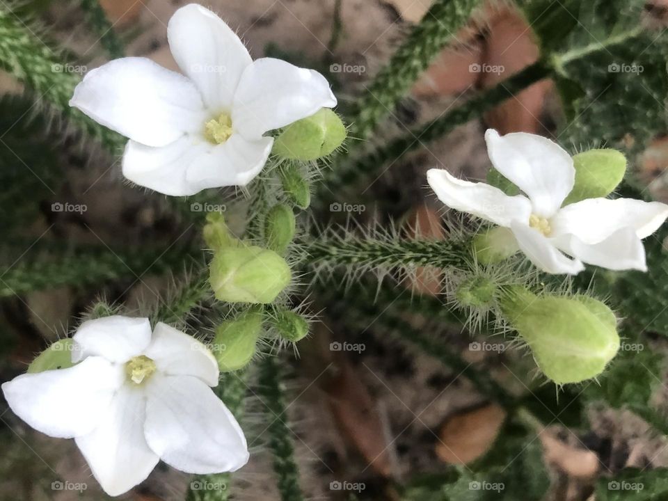 Beautiful bull nettle. Don’t touch it or you will regret it and we have fields of it in Texas!