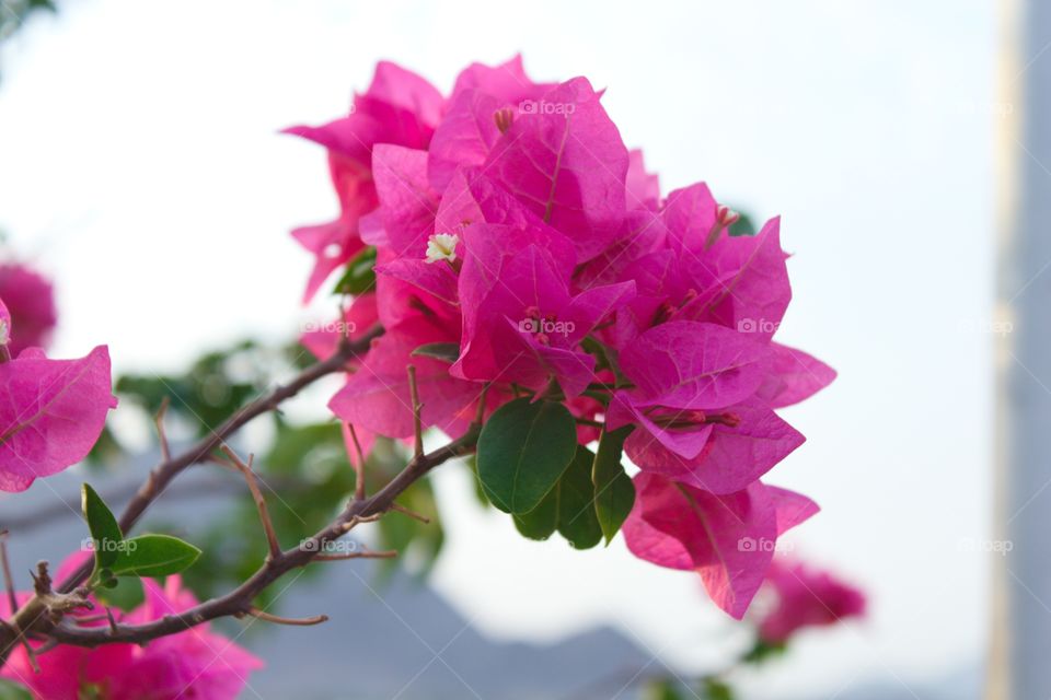 Bougainvillea