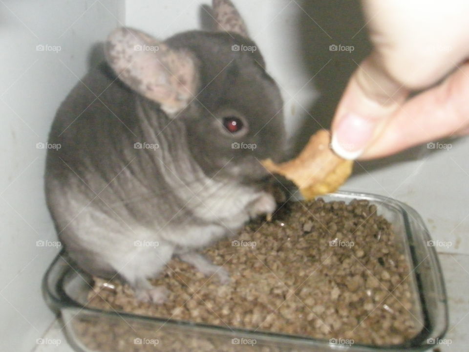 chinchilla eat