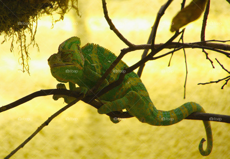 Chameleon Chamäleon