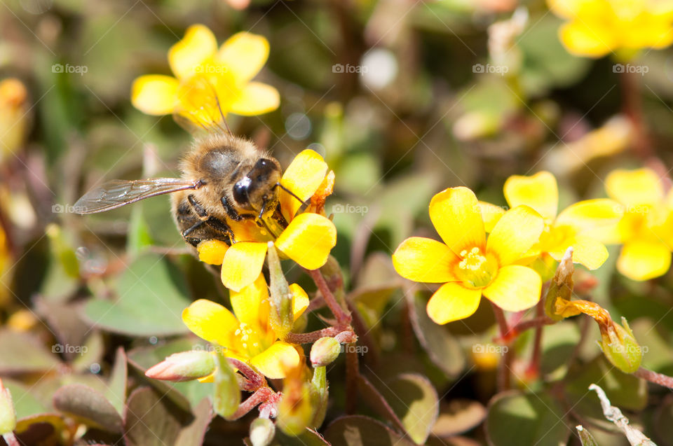 Biene, Blume, Blüte, Pollen, Gelb, Klee, Steinklee, Natur, Honig