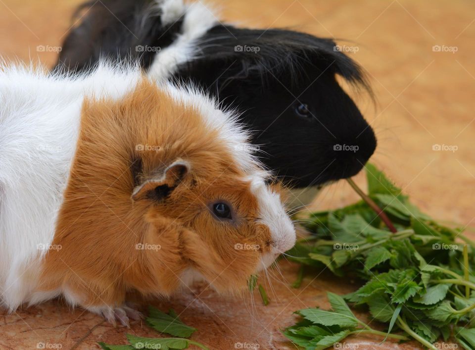 guinea pigs pets eating green leaves, dinner time